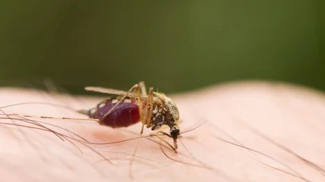 Komár sající krev na lidské ruce
