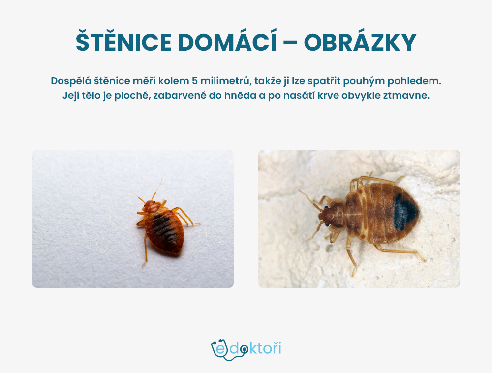 Štěnice domácí - obrázky