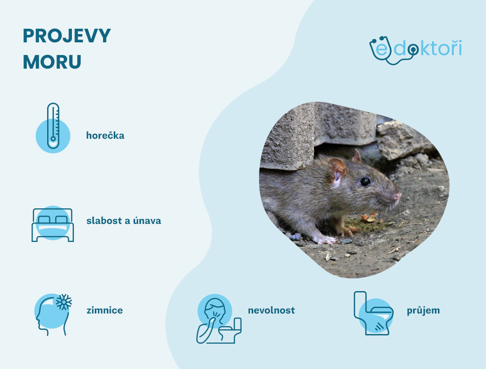 Autor: Redakce edoktori.cz příznaky moru