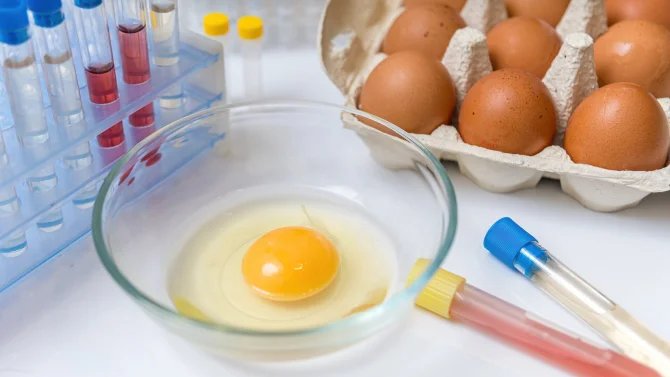 Syrové vajíčko v misce v laboratoři