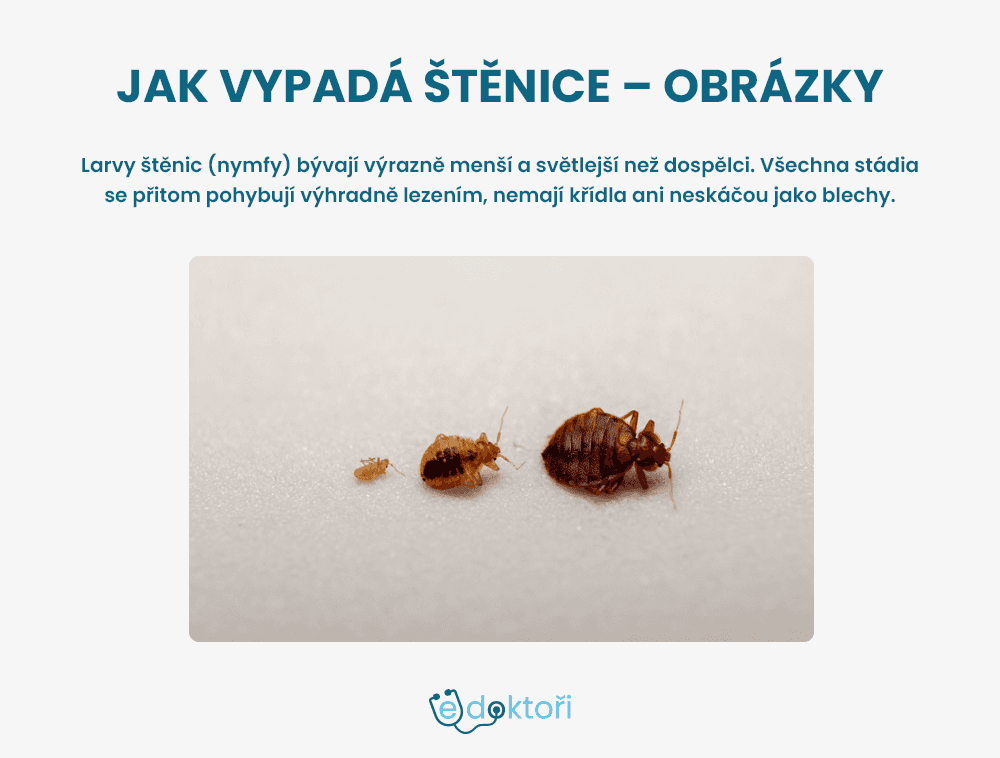 Jak vypadá štěnice - obrázky