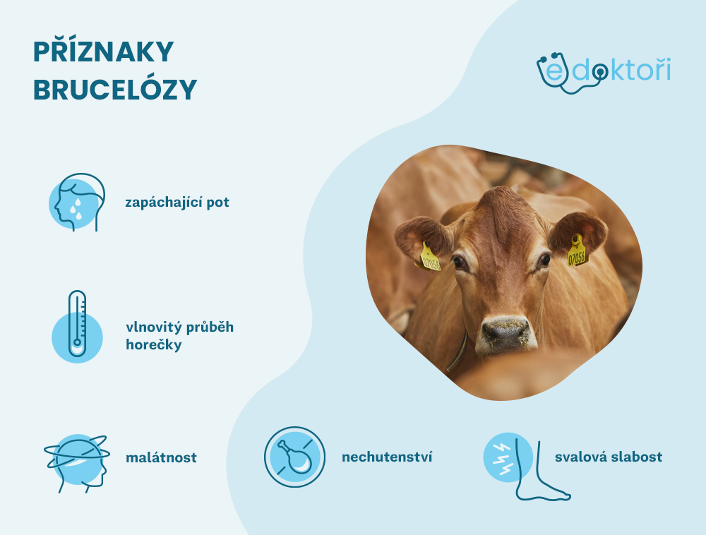 Autor: Redakce edoktori.cz příznaky brucelózy