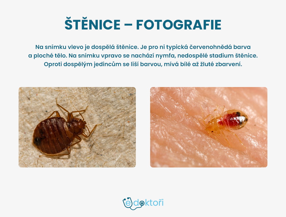 štěnice dospělá a nymfa